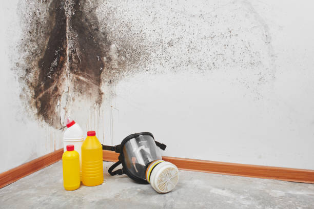 Best Local Mold Removal Service  in Naples, TX