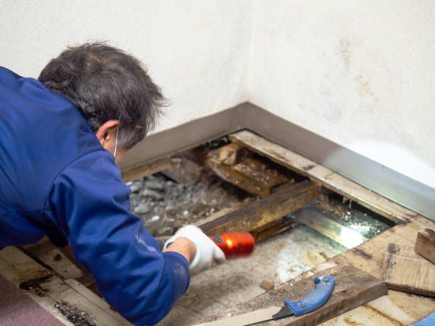 Mold Removal Process in Naples, TX