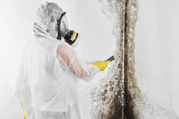 Best Professional Mold Removal  in Naples, TX