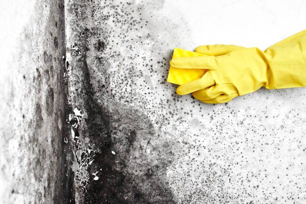 Best Home Mold Removal  in Naples, TX