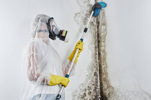 Reliable Naples, TX Mold Removal Solutions