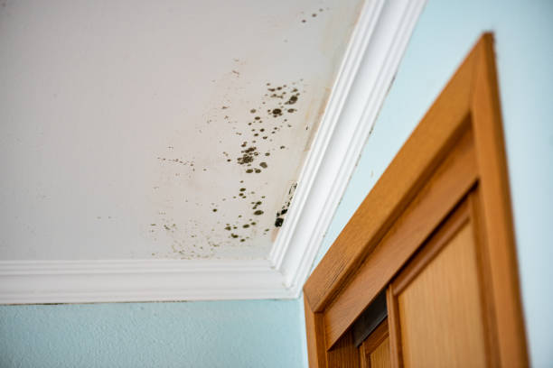 Best Black Mold Removal  in Naples, TX