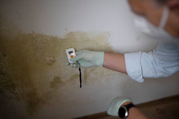 Best Commercial Mold Removal  in Naples, TX