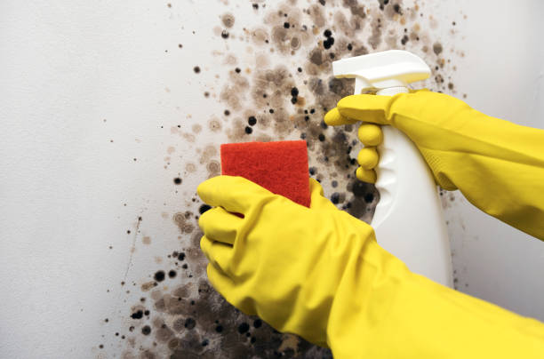 Best Home Mold Removal  in Naples, TX