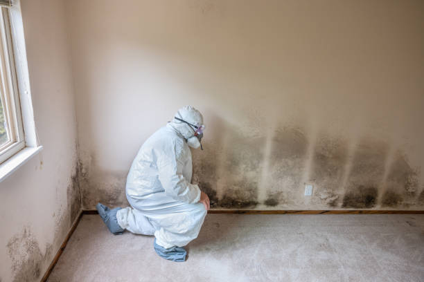 Best Black Mold Removal  in Naples, TX