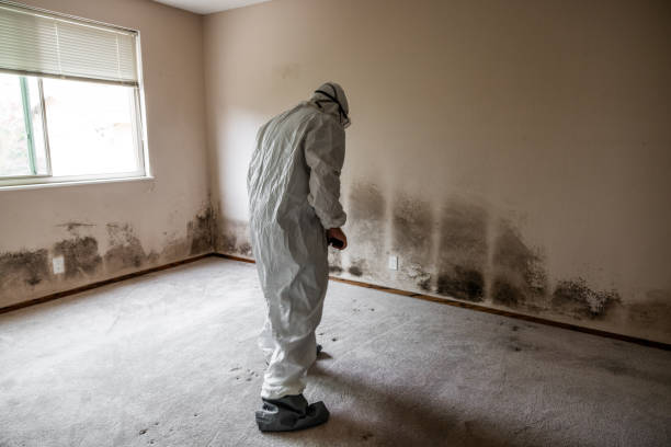 Best Certified Mold Removal  in Naples, TX