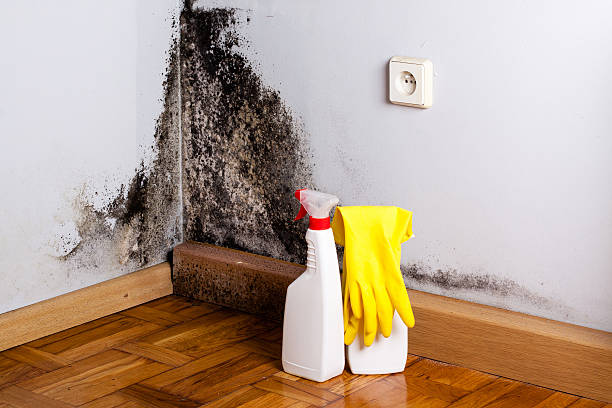 Best Mold Inspection  in Naples, TX