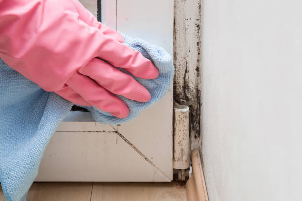 Best Certified Mold Removal  in Naples, TX